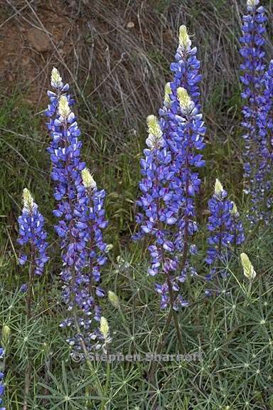 lupinus benthamii 4 graphic